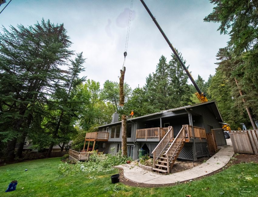 The ArborPro team using a crane to remove a large tree too close to a home near Portland, OR.