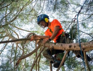 Arbor Pro Tree Experts climbing and pruning a large tree at a home in Portland, OR.