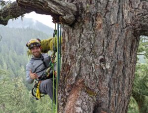 Arborist from Arbor Pro in Portland climbing and pruning a large tree.