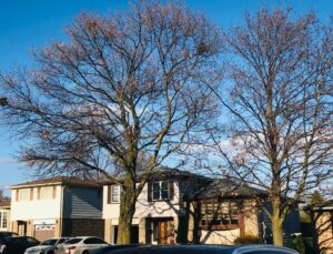 Large deciduous trees with bare winter branches tower over residential homes in a Portland Metro neighborhood on a clear winter day.