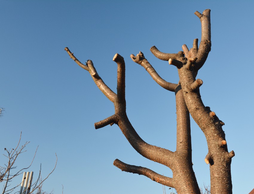 A topped tree with lots of bare stubs in a Portland Yard.