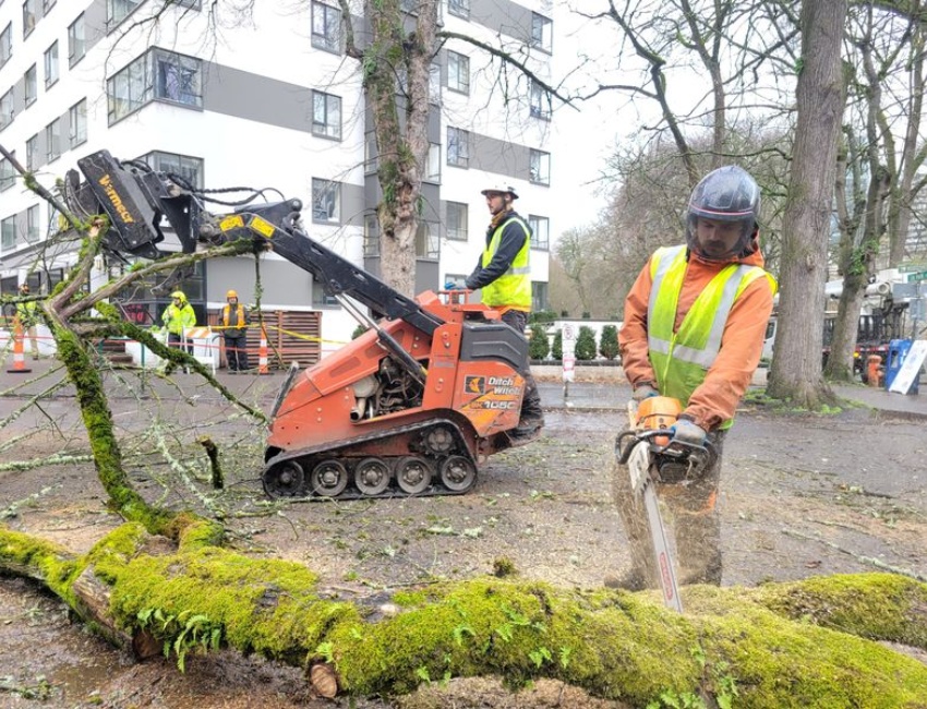 ArborPro crew member in orange safety gear using a chainsaw to cut a moss-covered fallen tree while a coworker operates a Ditch Witch mini skid steer to remove debris at a Portland commercial property.