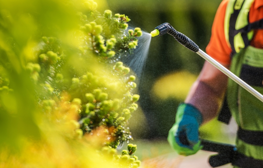 A trained professional applying an insect control treatment to trees in a Portland neighborhood.