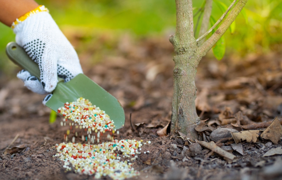 A homeowner applying slow-release fertilizer to the soil under a tree in Portland.