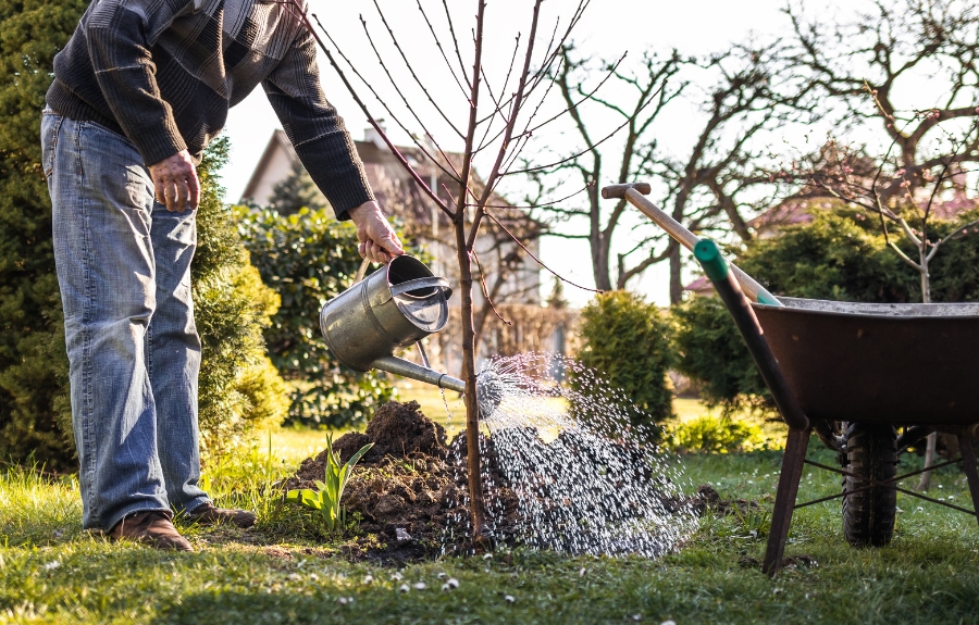 A Portland homeowner watering their trees in the dry summer.