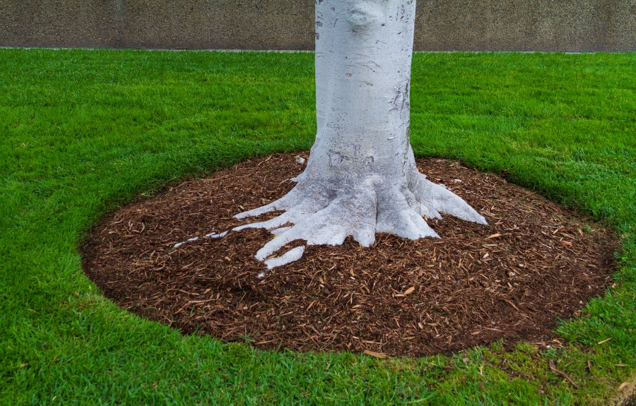 Woodchip mulch applied under a tree to suppress weeds.