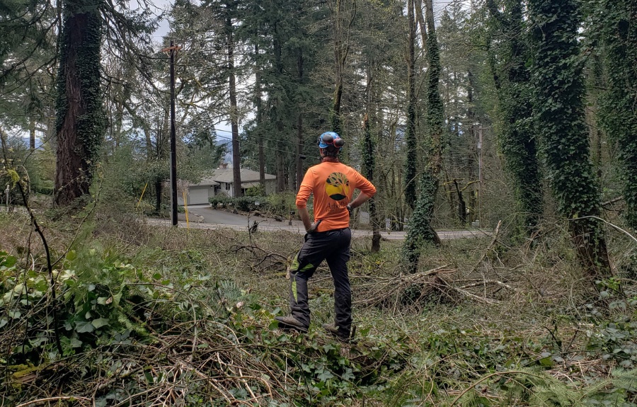 ArborPro arborist surveying trees during a job site cleanup near Portland.