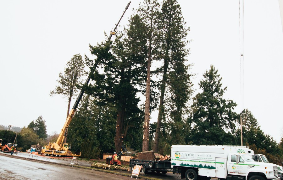 The ArborPro team removing a tree with a crane next to the road in West Linn, OR.