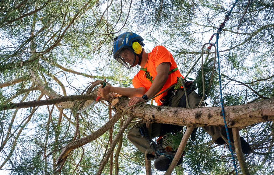 A climber from ArborPro hand-pruning a tree in a Portland, OR yard.