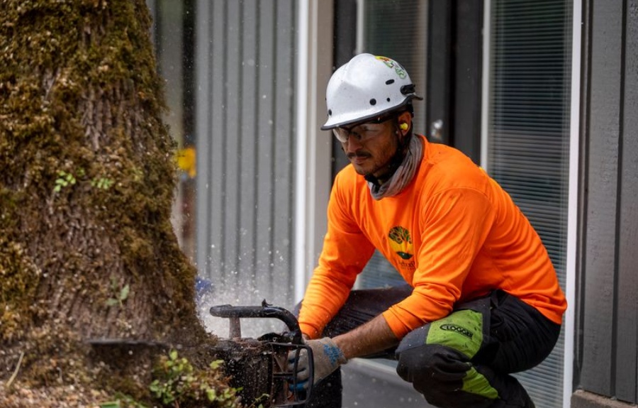 ArborPro arborist in orange shirt, white hard hat, safety glasses, and hearing protection making a precise chainsaw cut at the base of a large moss-covered tree trunk.