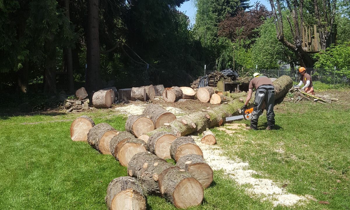 ArborPro-website-blog-header-summer-crew-logs-removal Tree removal by the tree crew with the logs being cut in section across a residential yard on a summer day