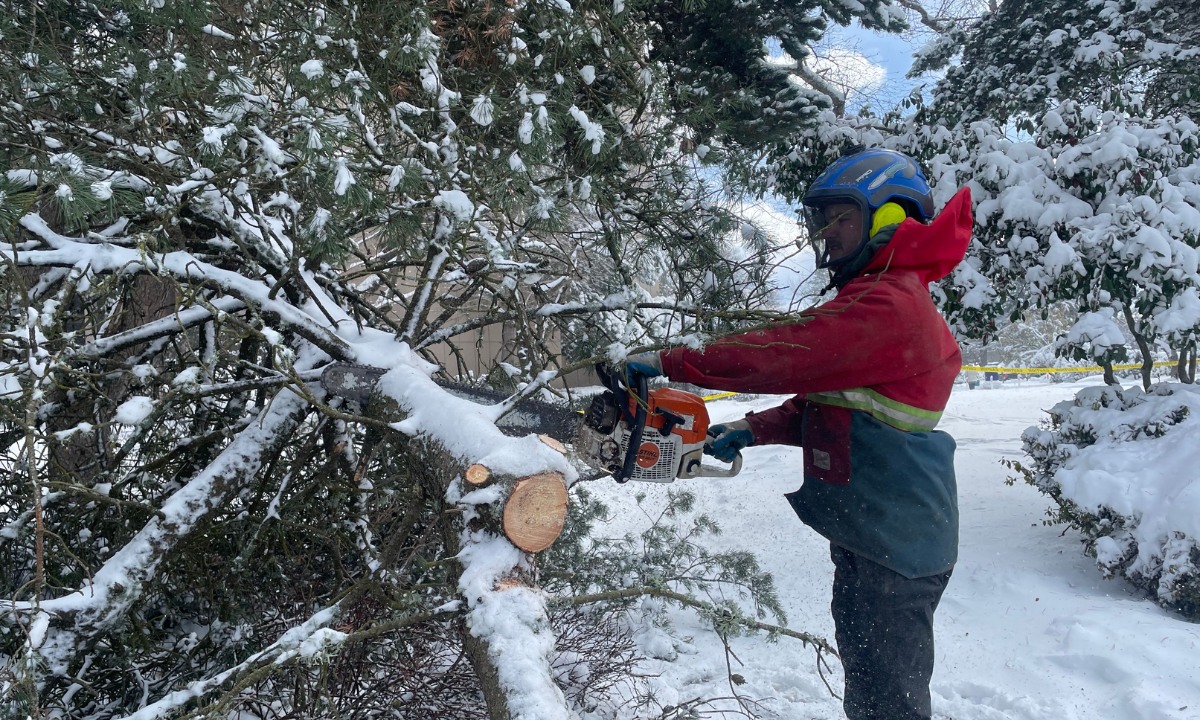 An arborist cutting some logs of a storm-fallen tree on a chilly winter morning