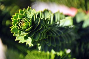 Read more about the article Beware, Death by Pine Cones is a Real Possibility in Portland