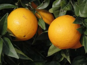 Can I Grow Oranges in Portland?