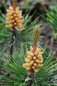Winter Tree Identification – Conifers (Part 1)