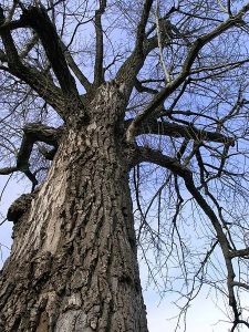 Winter Tree Identification – Deciduous Trees (Part 2)