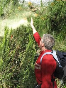 Tree Pollen – Portland’s own free-range tormentor