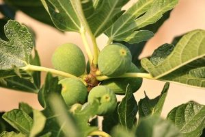 Gettin’ Figgy With it! Guide to Oregon Figs