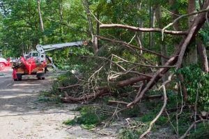 Read more about the article Prevent Hazard Trees on your Portland Property