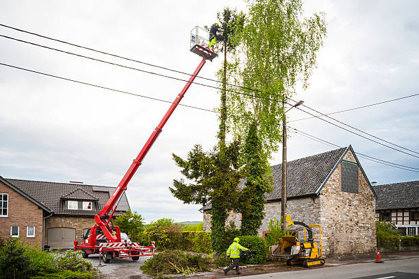 Crane Tree Services, Tree Moving Service