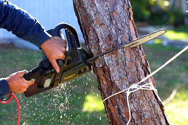 Tree Removal Services, Tree Removal Portland