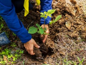 Homeowner planting a new tree in their Portland, OR yard.