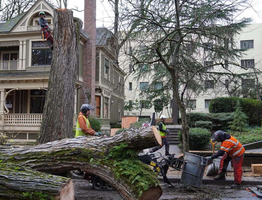 Professional arborists from Arbor Pro removing a large, dangerous urban tree from Downtown Portland, OR.