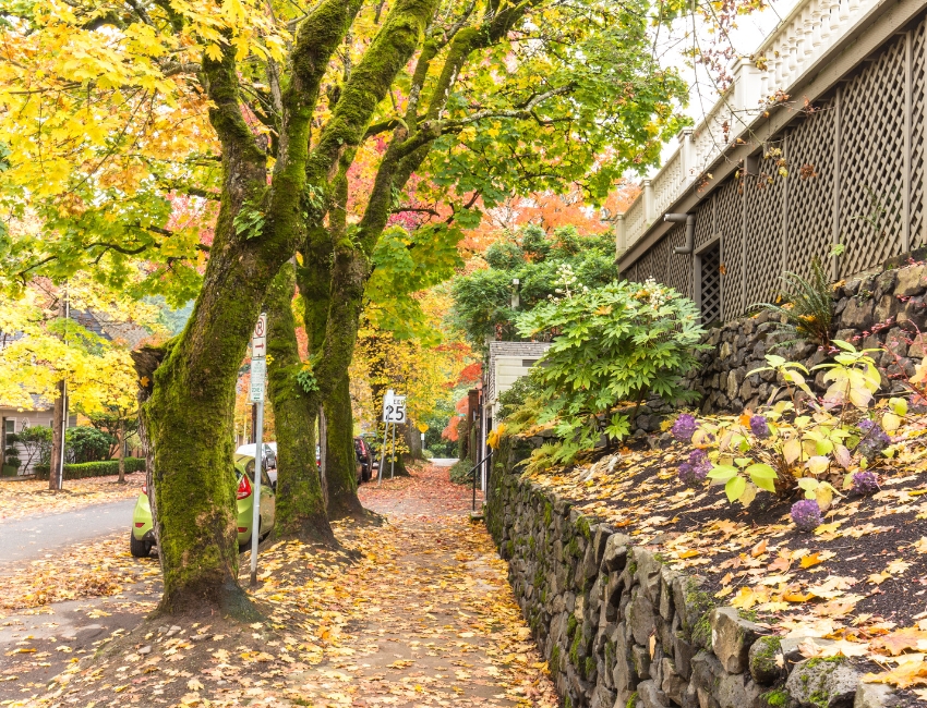 A tree-lined residential street in Portland.