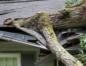 Large fallen tree crushing the roof of a Portland home after a severe storm, illustrating the urgency of professional emergency tree removal.