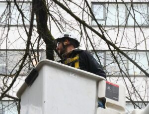 an arborist on a bucket pruning a dormant tree in winter, near Portland, Oregon.