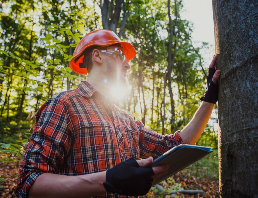 An arborist inspecting a tree in a residential yard, near Portland, OR.