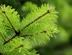 The needles of a healthy Douglas fir in Beaverton, OR.
