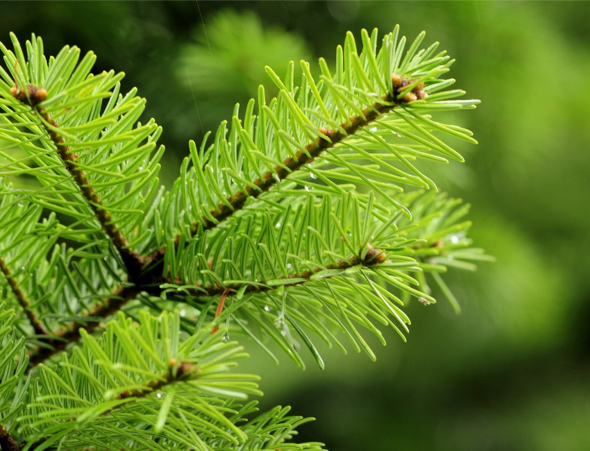 The needles of a healthy Douglas fir in Beaverton, OR.