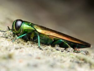 A close up of an emerald ash borer on a tree.
