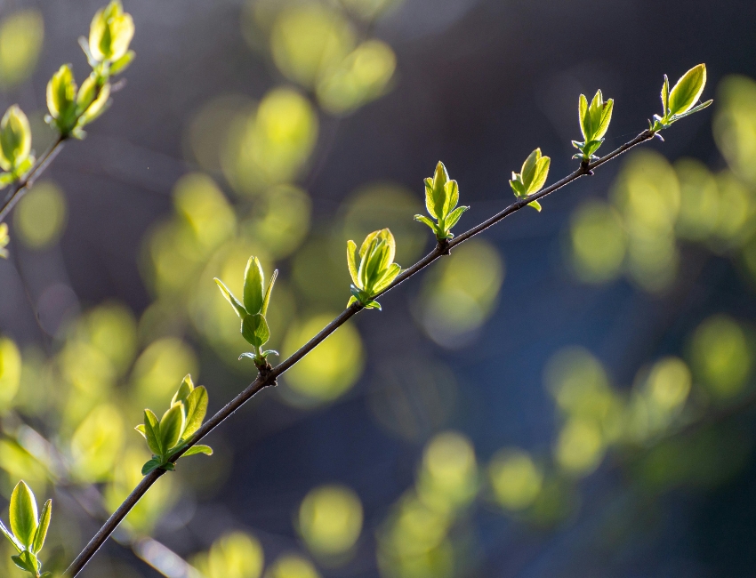 Fresh green leaf buds emerging along a bare branch in early spring, with soft bokeh light filtering through the background canopy.