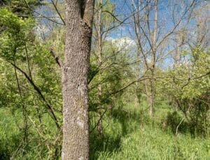 Ash tree with sparse canopy growth and a dead broken limb extending from the trunk in a wooded area with spring vegetation.