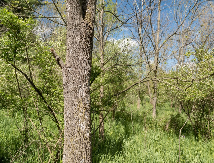 Ash tree with sparse canopy growth and a dead broken limb extending from the trunk in a wooded area with spring vegetation.