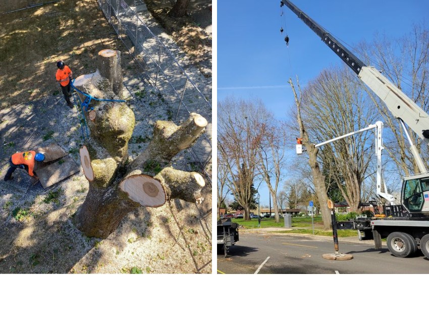 A two-panel image showing the ground crew during crane tree removal on the left and the ArborPro tree removal crane at work removing a tree.