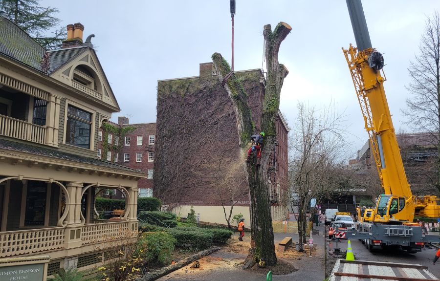 The ArborPro team using a crane to remove a large tree next to a historic home in downtown Portland.