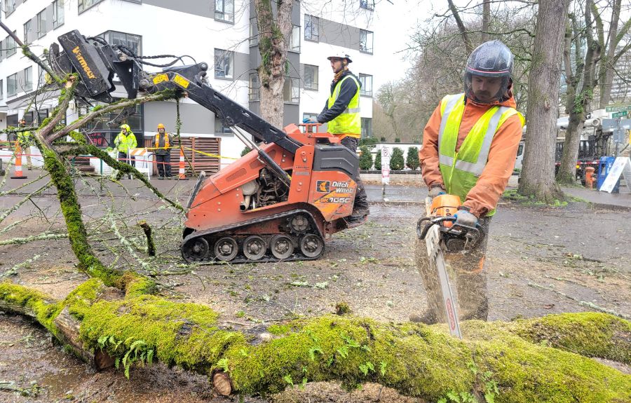 ArborPro Tree Experts using chainsaws and skid steers to properly dispose of a removed tree.