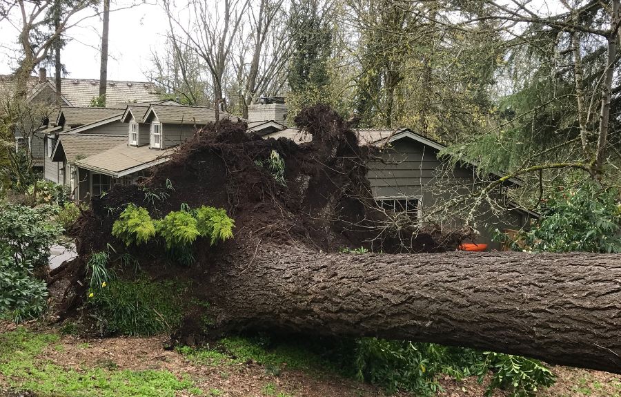 A weakened tree that wasn’t removed in time, and fell during a storm near Portland, Oregon.