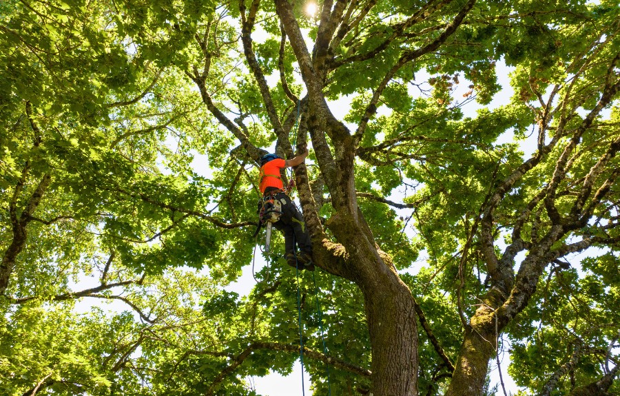 A climber pruning a tree in Lake Oswego, OR.