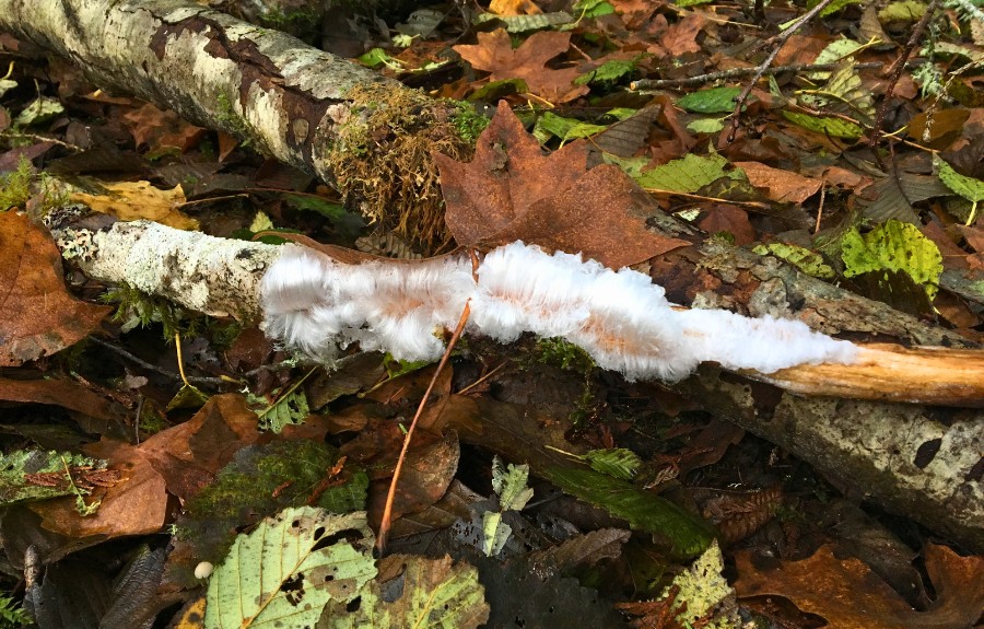 A tree branch with white fungal mold growing on it in Happy Valley, OR.