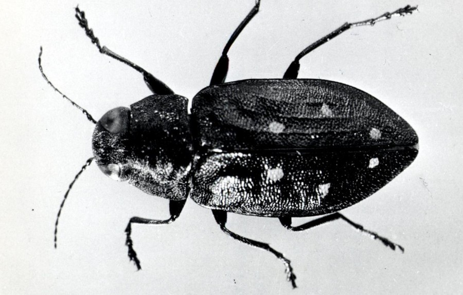 A closeup of the flatheaded fir borer, a major pest attacking Douglas firs.