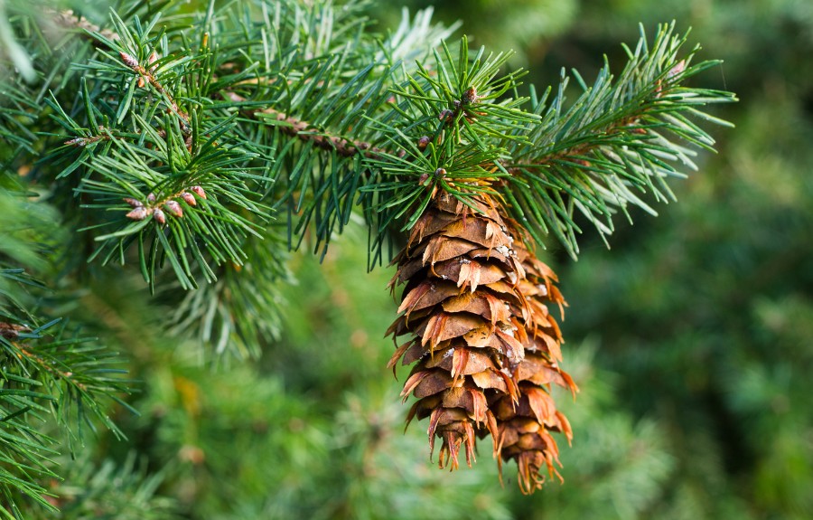 A cone and healthy needles on a Douglas fir in Portland, OR.