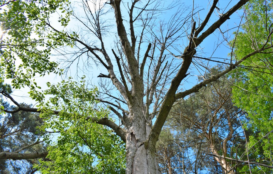 A dead ash tree killed by EAB.