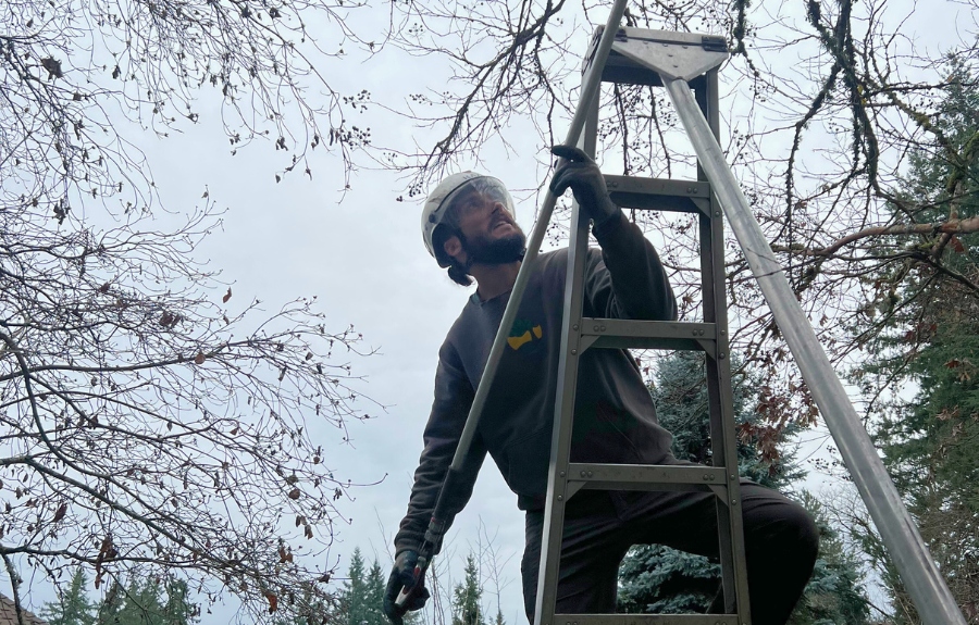 ArborPro Certified Arborist on ladder performing winter tree pruning work in residential Portland neighborhood during optimal dormant season.