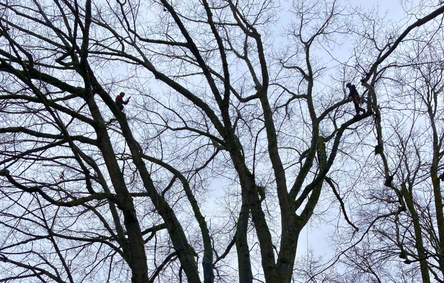 Two ArborPro Certified Arborists performing winter pruning work high in large bare oak tree in Portland residential neighborhood during dormant season when disease-prevention pruning is optimal