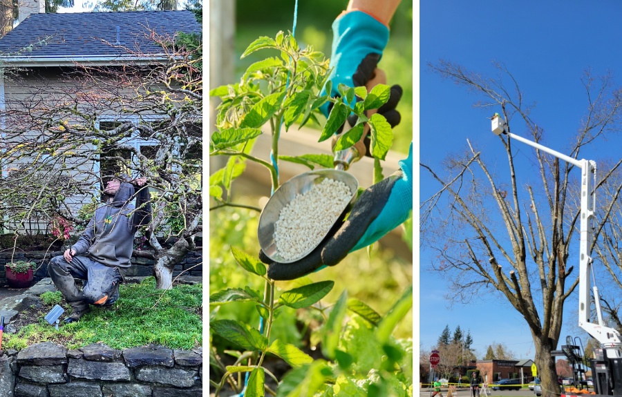 Three-panel image showing an ArborPro crew member pruning a dormant tree beside a residential home (left), a gloved hand applying granular fertilizer to a plant (center), and a bucket truck positioned next to a large leafless tree for removal (right).