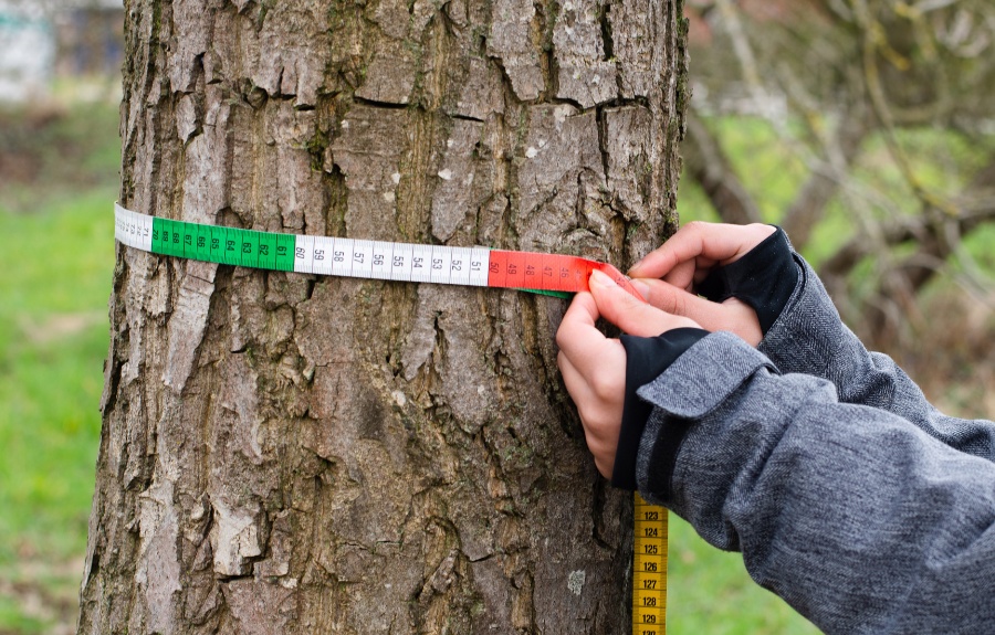 A pair of hands wrapping a colorful measuring tape around the trunk of a mature tree to measure its diameter during a tree health assessment.